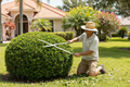 Landscaper shaping ornamental shrub with hedge clippers
